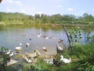 خرید ملک در گیاشهر