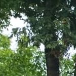 ویلا 80 متری همراه با مغازه در محدوده شهری سیاهکل