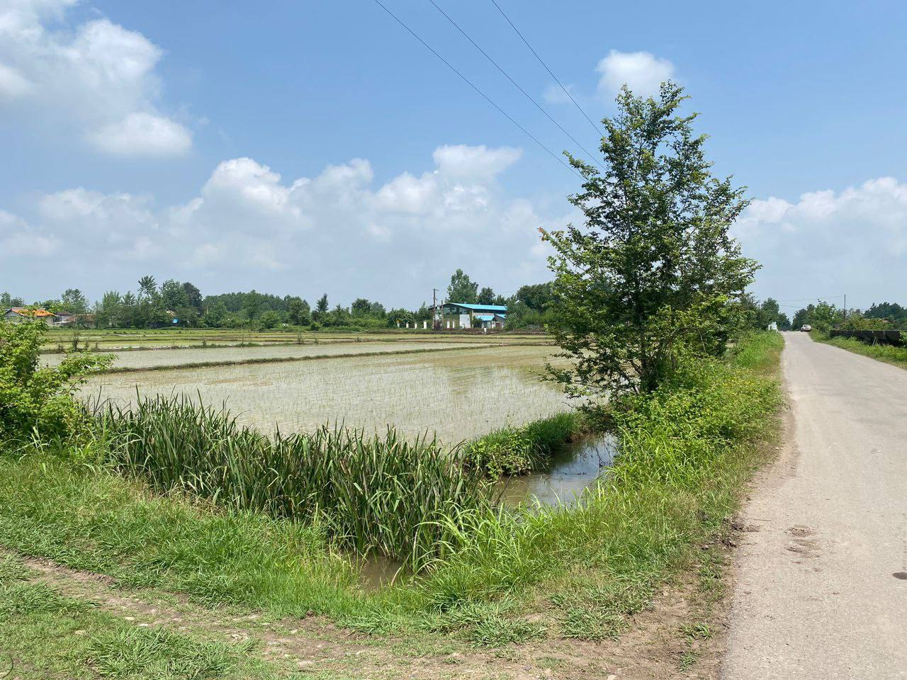 زمین شالیزار 1 هکتاری با چاه نیمه‌عمیق سیاهکل