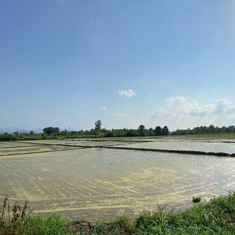 زمین شالیزار 1 هکتاری با چاه نیمه‌عمیق سیاهکل