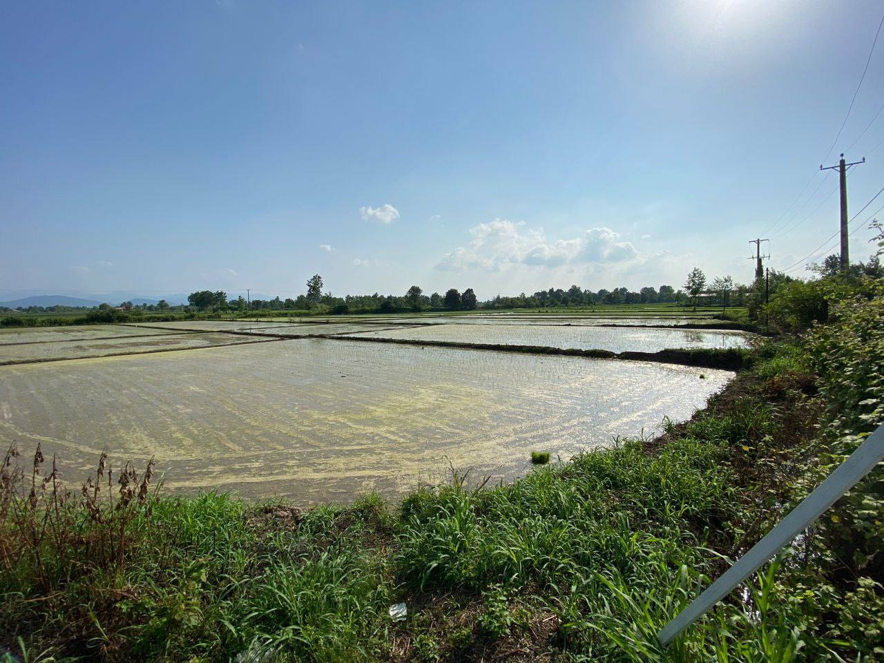 زمین شالیزار 1 هکتاری با چاه نیمه‌عمیق سیاهکل