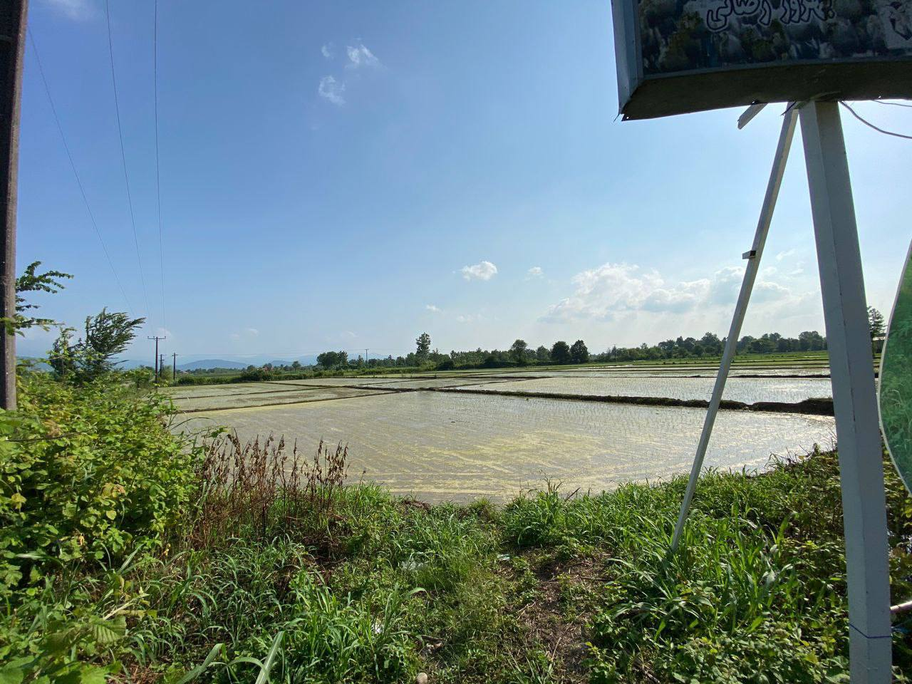 زمین شالیزار 1 هکتاری با چاه نیمه‌عمیق سیاهکل